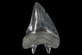 Serrated, Juvenile Megalodon Tooth #74189-2